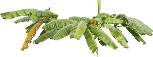 大型羽状绿植叶片特写