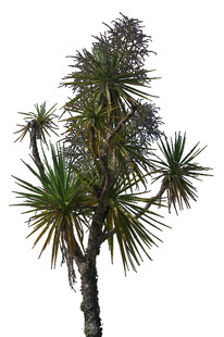 单株龙血树特写