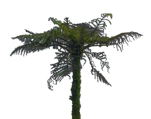 单株蕨类植物模型