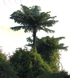 高大蕨类植物挺立丛林间