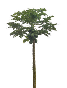 高大挺拔的单株树木