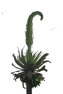 奇特造型的肉质植物