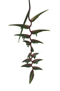 垂吊紫叶植物特写