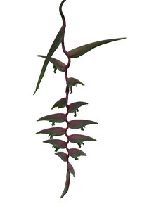 独特造型的紫叶植物