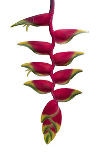 艳红蝎尾蕉独特热带花卉