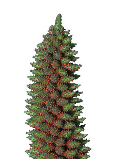 高耸挺拔的绿色松树