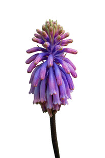 紫色风信子特写花朵