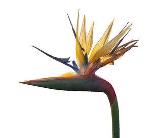 美丽鹤望兰特写