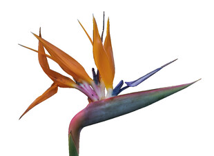 艳丽鹤望兰花朵特写