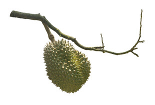 枝头的一颗新鲜榴莲