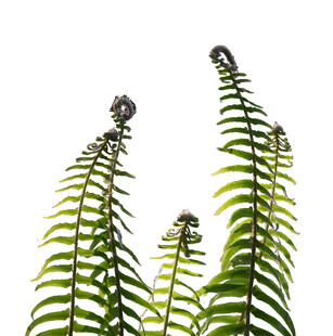 翠绿蕨类植物特写