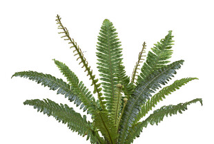 翠绿蕨类植物特写