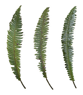 三片翠绿蕨类植物叶片