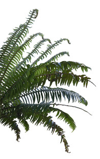 翠绿蕨类植物叶片特写