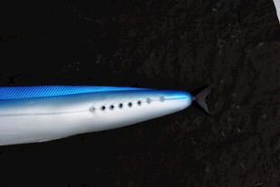 蓝白流线型飞机机头特写