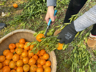 果园采摘橘子的劳作场景