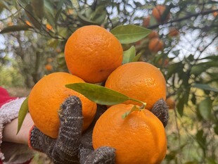 手捧新鲜饱满的甜橘子