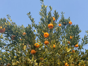 枝头挂满金黄的成熟橘子