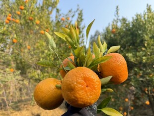枝头饱满的新鲜橙子