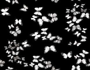 黑白花卉图案纹理背景