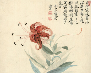 恽寿平水墨红百合图