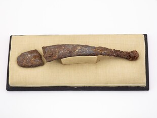 远古鱼形化石标本展示