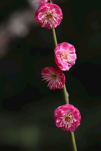 粉红梅花特写