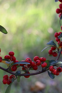 红果满枝的翠绿植物