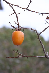 枝头独挂的橙黄柿子