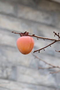 枝头挂着的鲜艳柿子
