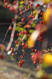 枝头红果 秋日自然景致