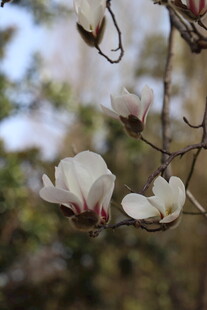 玉兰花枝绽放