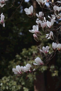 玉兰花绽放枝头