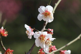 枝头绽放的娇艳白梅花