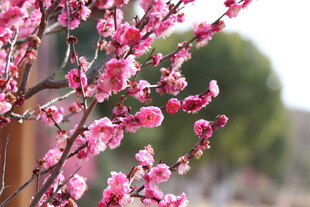 枝头绽放的粉嫩桃花