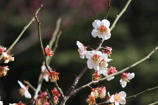 枝头绽放的娇艳白色梅花