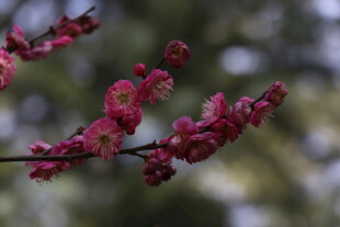 枝头绽放的娇艳红梅花