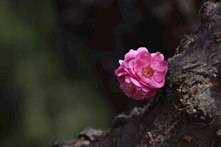 梅花  枝头绽放的娇艳粉色花朵