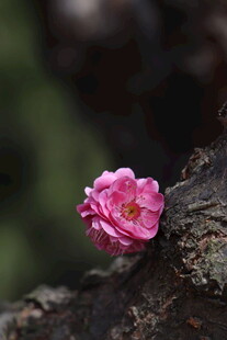 枝头绽放的娇艳粉色花朵 红梅