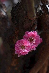 梅花  枝头绽放的娇艳粉色桃花
