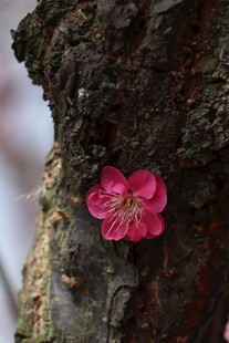 树干上的娇艳粉色花朵