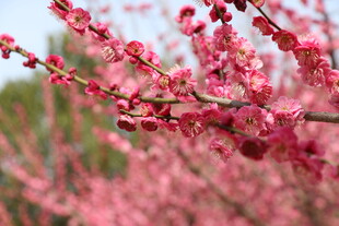 枝头绽放的娇艳粉色花朵