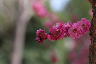 红梅 枝头绽放的娇艳粉色花朵