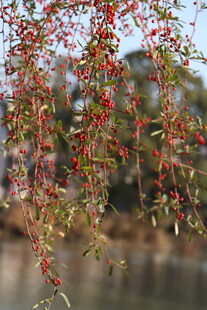 垂枝红果映景添诗意