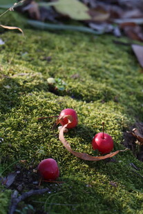 草地上的红果与枯叶