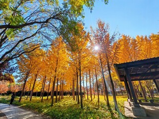 秋日风景