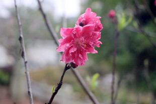 娇艳桃花绽放枝头