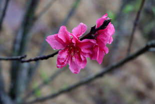 枝头绽放的娇艳粉色桃花