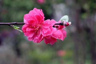 娇艳绽放的粉色桃花