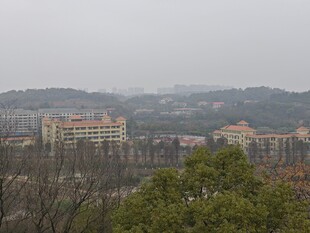 雾中城市建筑与树木景观